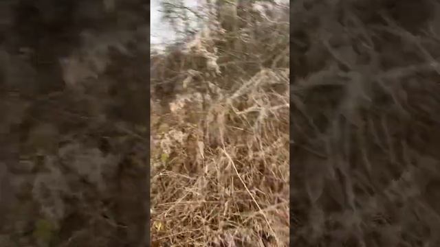 Прогулка смотреть онлайн