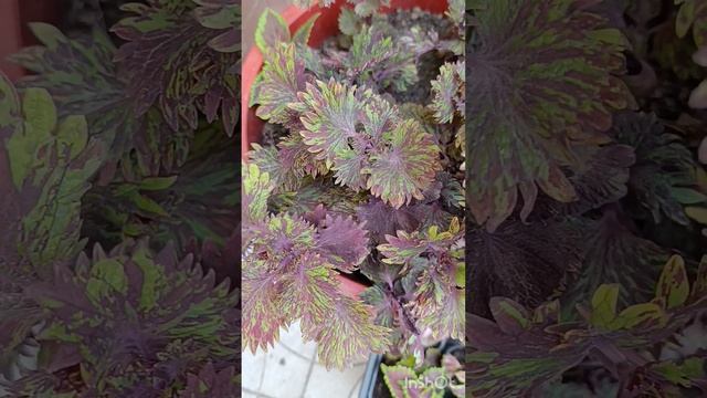 Колеусы черенки.