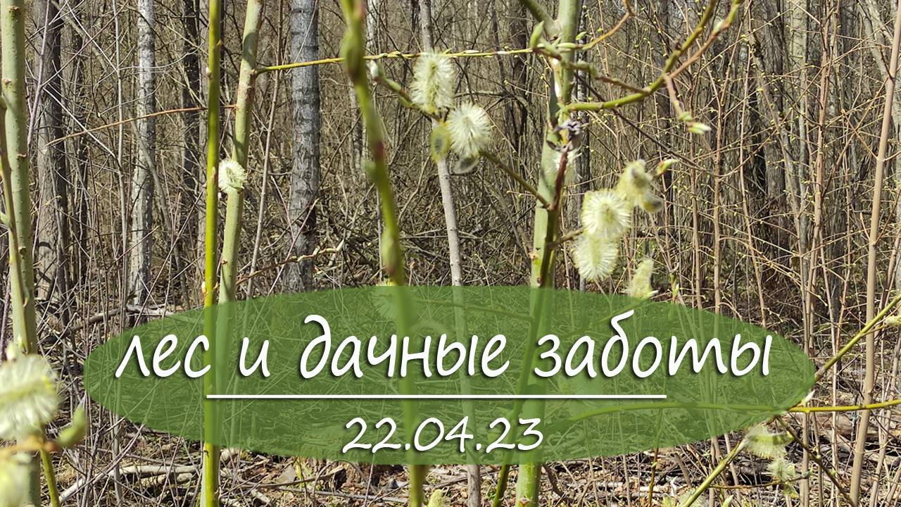 Прогулка по лесу и дачные дела  | Vlog дача как есть. Хроника. 22. 04.2023