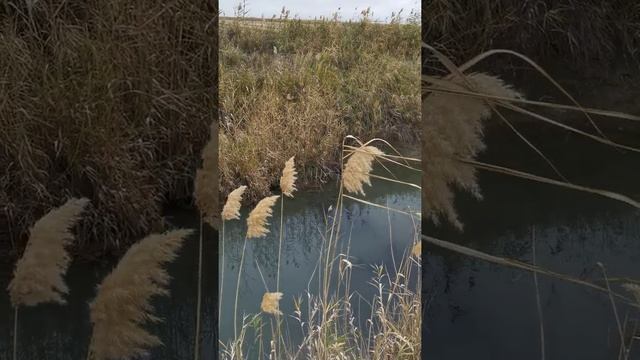 Норка? Где норка? Какой забавный зверёк. . смотреть онлайн