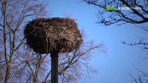 ЯЗЬ ПРОТИВ ЕДЫ Эстония Выпуск 1