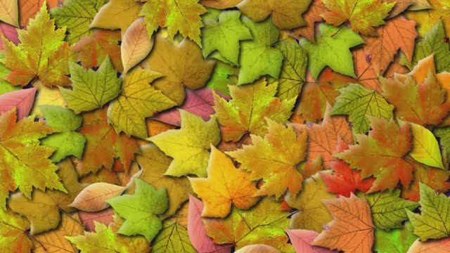 Листья Жолтые