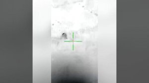 Охота на енотовидную собаку с тепловизионным прицелом