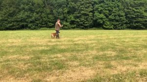 Harry - Fox Red Labrador work on the dummy launcher