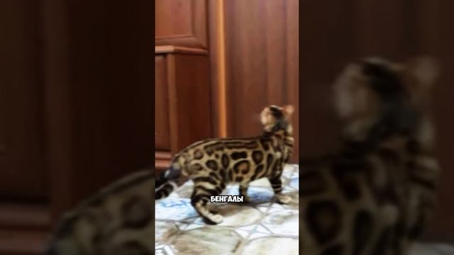 ТОП-5 фактов о БЕНГАЛАХ! #top #cat #бенгальскаякошка