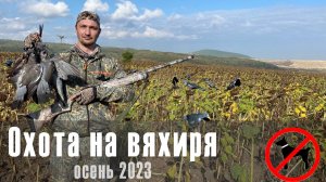 Охота на вяхиря/ Подтверждайте разведку сами