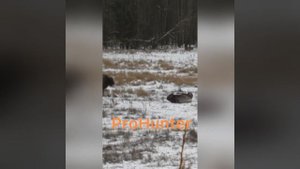 Охота  на зубра в Беларуси. Bison hunting in Belarus