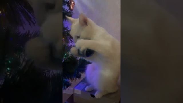 Белый кот играет с ёлочными игрушками😺🎄