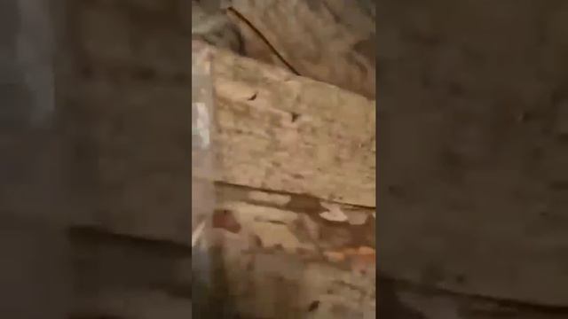 Упрямая мышь против бойца смотреть онлайн