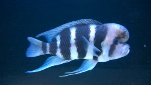 Самец Фронтозы (Male Of Frontoza)
