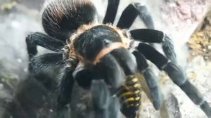Кормление брахипельмы ваганс(Brachypelma vagans vs blaptica dubia)