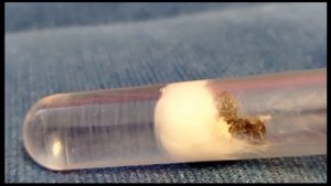 Колония Lasius Niger 2 королевская с нуля.