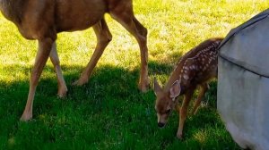 Mama Deer Shows Off Her New Twin Fawn Twins from Summer's Past😀 Like Subscribe #deer #fawn #summer