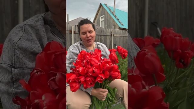 Ссылка на сайт для заказа в шапке профиля #луковичные #тюльпаны #тюльпан #сад #огород #дача #цветы