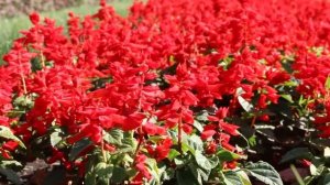 КИТАЙСКИЕ ВПЕЧАТЛЕНИЯ