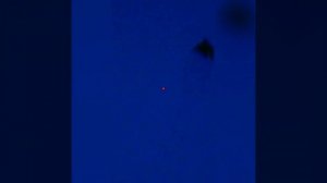 Охота на вальдшнепа на тяге