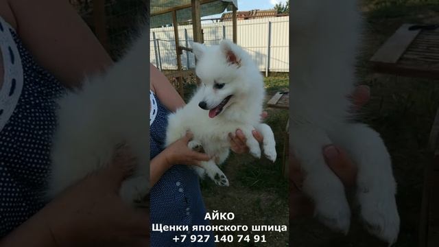 Щенок японский шпиц АЙКО