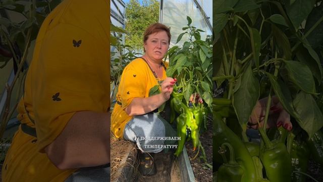 ДОЗАРИВАНИЕ ПЕРЦЕВ