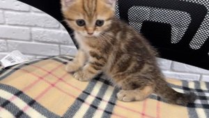 Шотландская кошечка