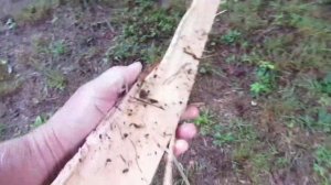 Lightning Blows Apart Tree!