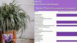 FOZA Podcast - Epi-30 -Plants Relieving Stress