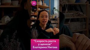 Екатерина Нигова "Скорость роста у щенков"