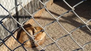 Енотовидная собака