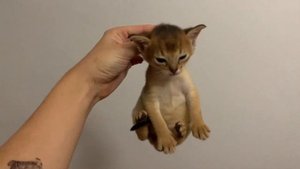 как  держать котёнка, how to keep a kitten,   如何养小猫,  איך לשמור על חתלתול