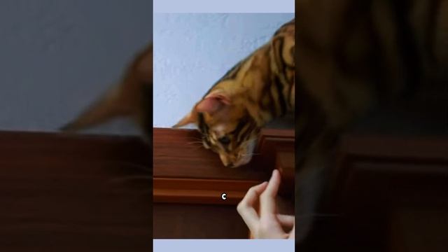 БЕНГАЛЬСКАЯ КОШКА! #cats #бенгальскаякошка #бенгалы #котики #котята
