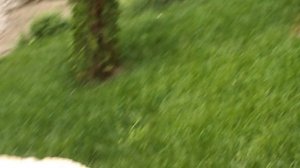 DSCN4088 Терский конный завод,Железноводск