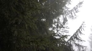 Лесные духи.