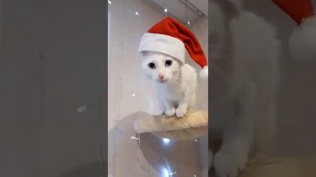 Танцующий кот - Дед Мороз 🎅🎄