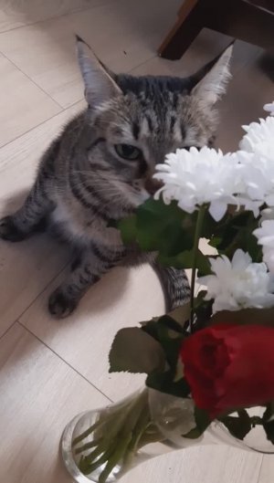 Коты и цветы 😺💐