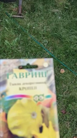 Какой сорт у моих декоративных тыковок? Отвечаю на вопрос