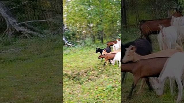 Вы только взгляните, как козы и бараны пасутся вместе на моей ферме! 😲🐐🐏