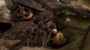 Амазония. Мир построенный на разложении.