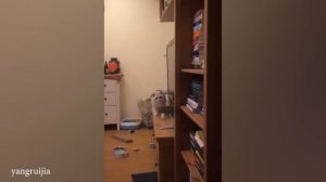 приколы с котами 11