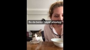 приколы с котами 17