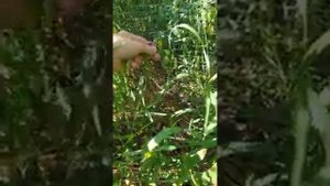 Умный #огород без полива, перекопки, без прополки