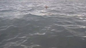 Однажды в Туреции Виктор переплыл черное море.