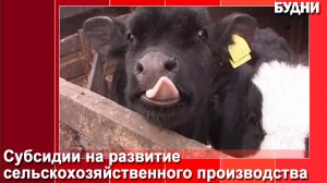 31 владелец ЛПХ Белогорска получил финансовую поддержку