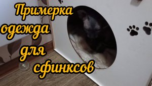 Примерка тёплых вещей для сфинксов. Смешные коты Бадди, Марс и Луна