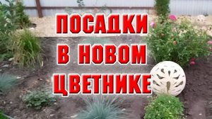 Посадки и пересадки в новом цветнике. Проложила дорожку