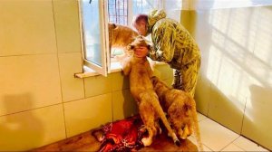 Львята Асада, Симба и ШерХан выстроились в очередь к Олегу Зубкову за лаской!