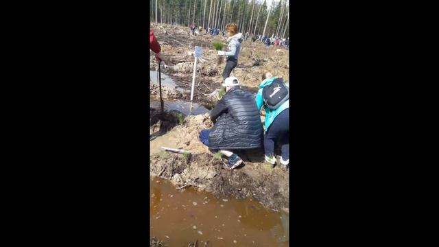 "Лес Победы" МОУ СОШ № 3 г. Талдома, 29 апреля 2017 г. смотреть онлайн