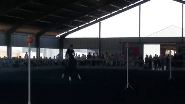 Patricia Robertson and Zorro in Singing in the rain dressage routine смотреть онлайн