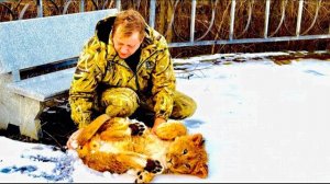 Львенок Симба ПЕРВЫЙ РАЗ вышел на прогулку и на радостях стал КУПАТЬСЯ в СНЕГУ!