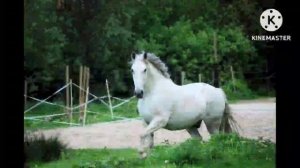 WHEN YOU SEE A WHITE HORSE AROUND YOUR HOUSE WHAT DOES IT MEAN ?