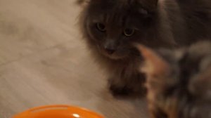 ИНТЕЛЛЕКТУАЛЬНАЯ ИГРУШКА ДЛЯ КОТА! #котики #cats #мейнкун #сибирскаякошка