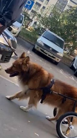ДРУГ ПОЗНАЕТСЯ В БЕДЕ....